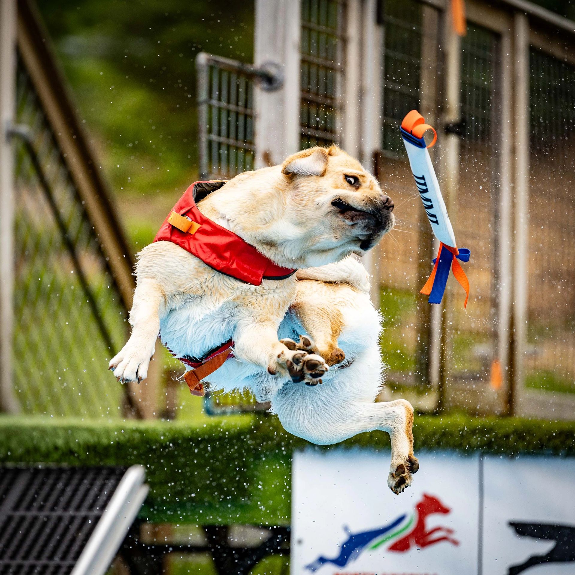 Dog leaping off dock into water at dock diving event